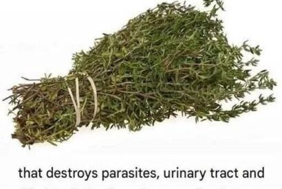 Thumbnail for The Herb Often Described as One of the Most Potent in Traditional Wellness: Oregano Oil