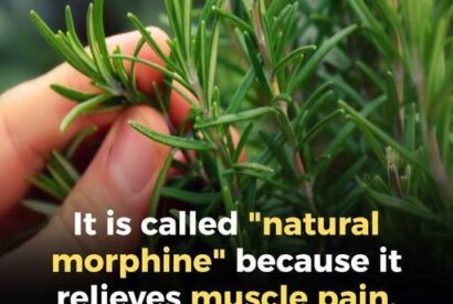 Thumbnail for A Natural Ally for Seniors: Key Benefits of This Plant